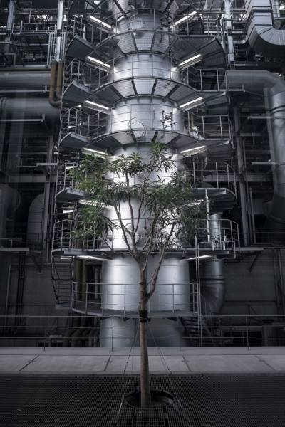 Photograph Yasuhiro Sakuda Plant on One Eyeland
